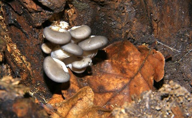 Austernseitlinge ( Pleurotus ostreatus )