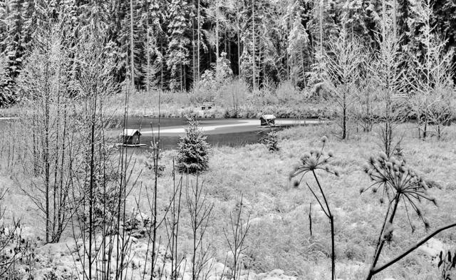 Entflogen sind die Enten, am nahen Titisee bei ihren Verwandten, wird mehr gefüttert