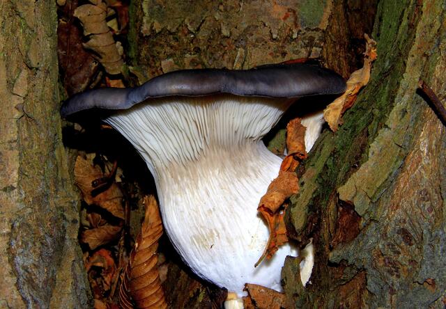 Austernseitling ( Pleurotus ostreatus ) als Zuchtform manchmal auch  Kalbfleischpilz genannt!!