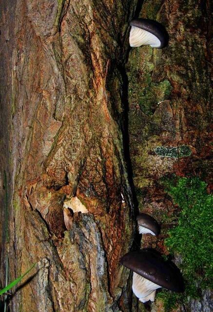 Austernseitlinge ( Pleurotus ostreatus )