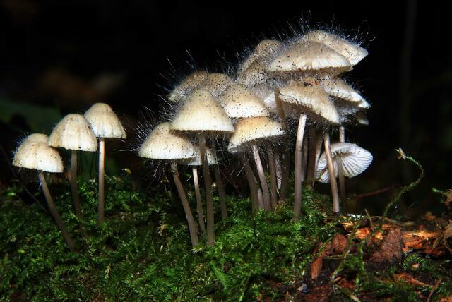 Helmlinge mit Helmlingsschimmel ( Spinellus fusiger )