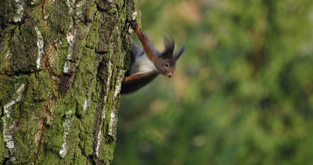 Eichhörnchen im  Dezember 2014