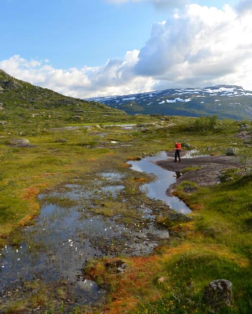 Auf der entgegengesetzten Seite des Fjordes wandern wir zur Hochfläche der Hardangervidda hinauf. 1500 Meter an Höhe müssen wir dabei erklimmen.