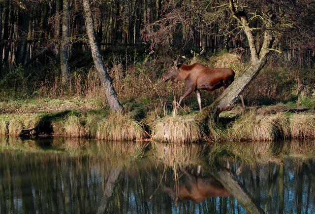 ...bekommt man prächtige Tiere zu Gesicht.
