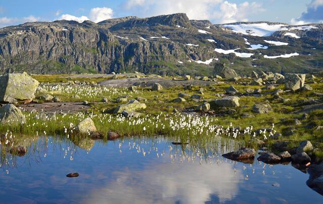 Teiche mit Wollgras, sumpfiges Gelände und Felsen mit Flechten überwachsen, prägen das Landschaftsbild.