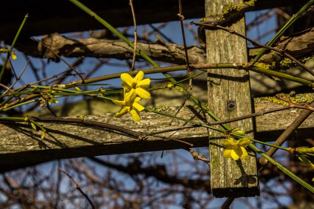Winterjasmin kommt bei uns normalerweise selten zum Blühen