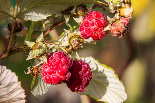 aber dafür gibts ja die Weihnachts-Himbeeren ...