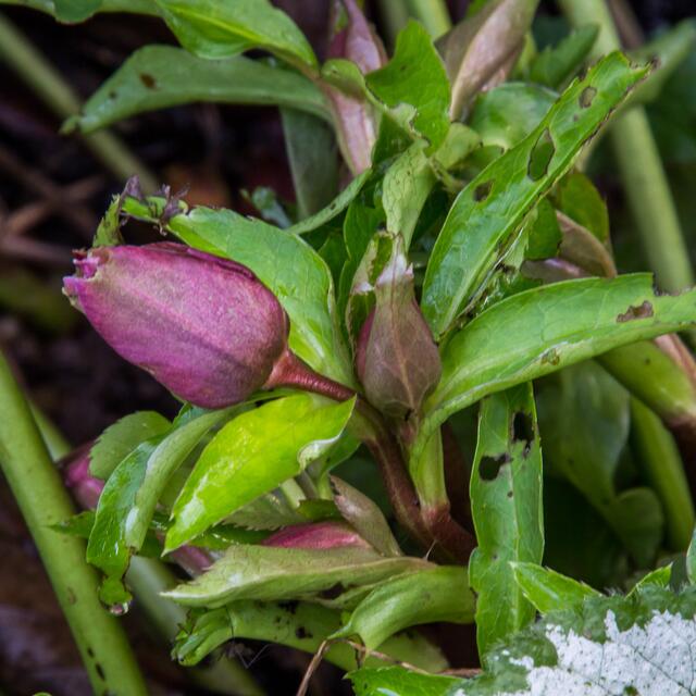 Christrosen schon, aber auch meist erst ab Februar, wenn der Schnee (was ist das?) abtaut