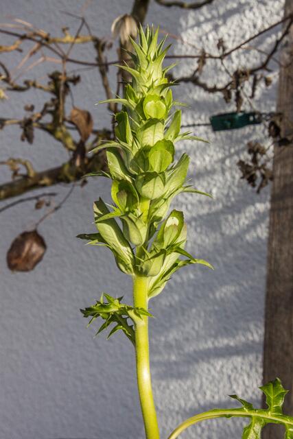 Dieser Akanthus blüht sonst im Sommer, dieser 1 m hohe Blütenstiel will jetzt blühen