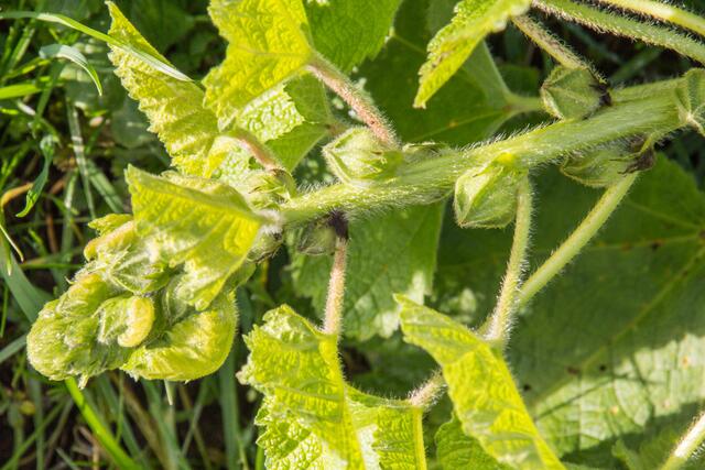 Stockrosen blühen bis weit in den Herbst hinein, diese Pflanze will in den nächsten Tagen noch ihre Knospen öffnen