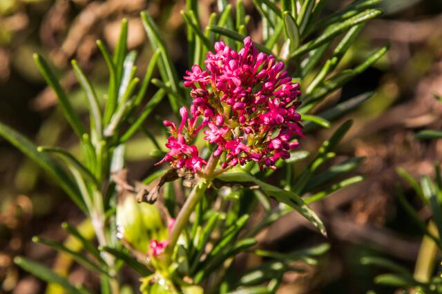 Rote Spornblume, vor zwei Jahren in meinem Garten praktisch ausgestorben, weil es im Winter zwei Wochen lang richtig kalt war (im Hintergrund Rosmarin)