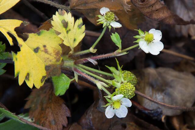 Walderdbeeren haben auch noch angesetzt, werden aber fürs Christkind wohl nicht mehr rechtzeitig reif