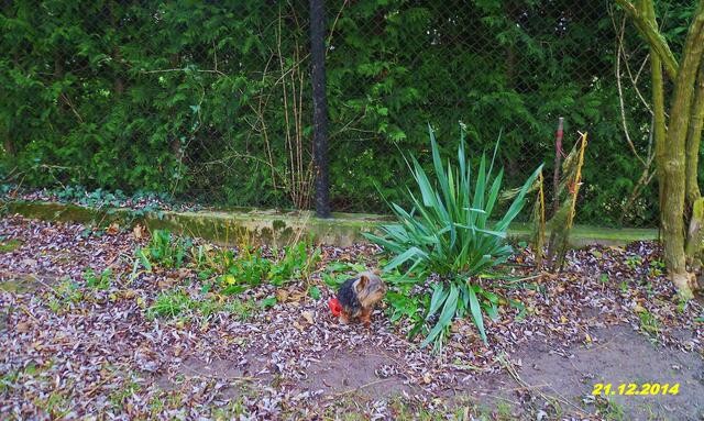 (51) !!! Sonntags + Monatsbilder / Blumenbeet !!! 21.12.2014 / heute mal ein "trostloses Bild,so wie es da jetzt aussieht - Temperatur: Plus 4C° 6:15h / 5°C Plus 10:13h / Wind: 4-8 / die ganze Nacht hat es geregnet mit Sturmböen /ab 10:30 Sonnenschein bei mäßigem Wind !