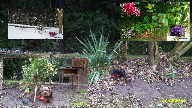 (50) !!! Sonntags + Monatsbilder / Blumenbeet !!! 14.12.2014 - Temperatur: Plus 4C° 6:05h / 2,5°C Plus 10:13h / Wind: 1-3 / die ganze Nacht hat es geregnet - jetzt "nieselt" es sich ein !