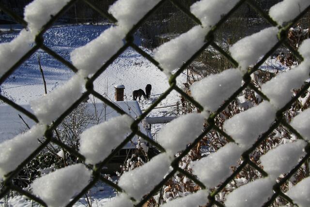 Blick durch den verschneiten Zaun auf Elsenhöhe zu den dort weidenden Pferden. Früher wurden in den Ställen auf Elsenhöhe viele der Pferde gehalten, welche den damaligen Behringwerken zu Erzeugung von Serum dienten.