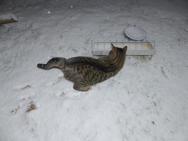 Da ist eine Schneeflocke unter dem Hühnerfutter-Trog verschwunden - oder war es doch eine mutige Maus?