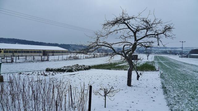 Vorschau  auf die Sonntagsbilder 2015 "Feldansichten" mit einem Apfelbaum - am 29.12.2014 !