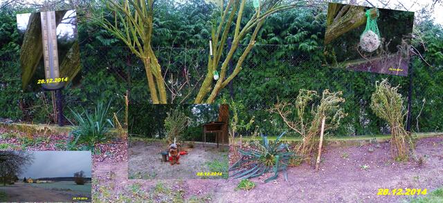 (52) !!! Sonntags + Monatsbilder / Blumenbeet !!! 28.12.2014 / - Temperatur: Minus 7C° 5:15h / Minus 3°C 11:13h / Wind: 4-6 / ab 12:30 Sonnenschein bei starkem Wind - eiskalt !