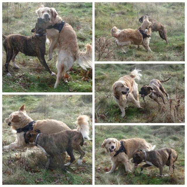 Merlin & Boxy