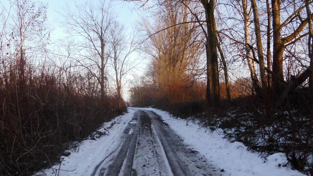 Wald Rositz