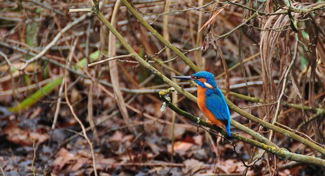 Die   " Burgdorfer Schönheit ".  Unser Eisvogel !                                   Fotografiert:  am Samstag, 3. Januar  2015