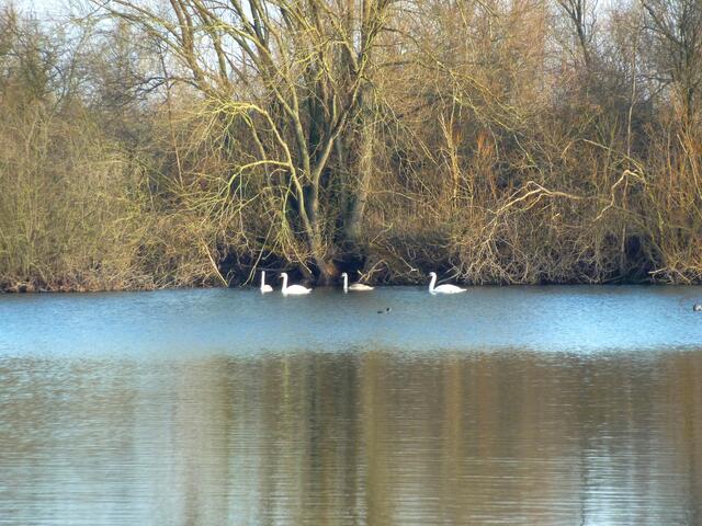 Ein Schwanenquartett