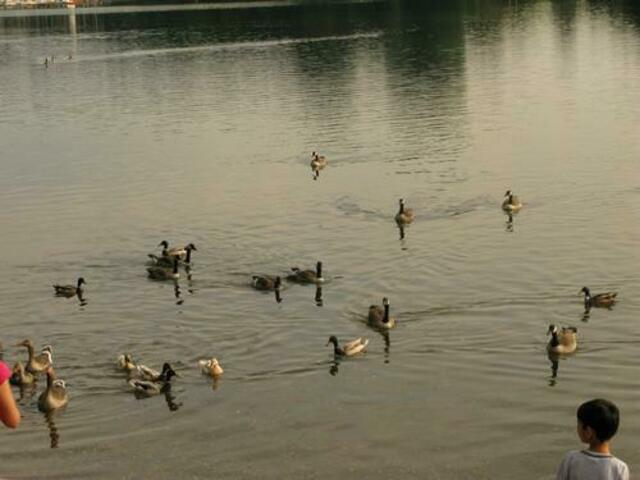 Masurensee, Sechs-Seen-Platte Duisburg