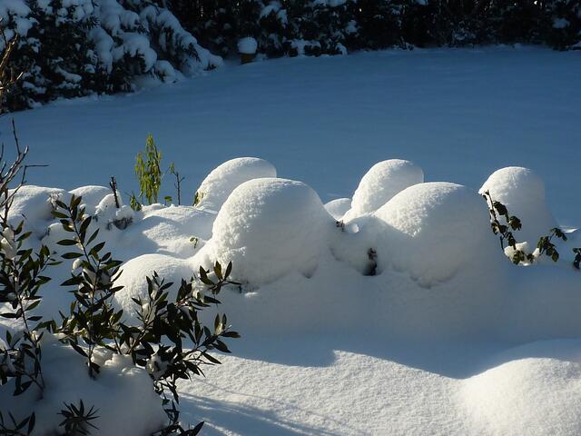 Leider sieht es heute anders aus! Das ist Schnee von gestern. Wir warten geduldig auf ein neues Stelldichein!