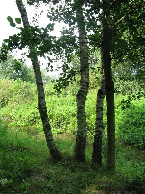 An der Alten Angeraue im Duisburger Süden