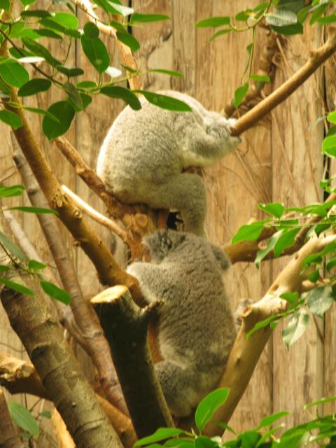 Koalas im Zoo Duisburg