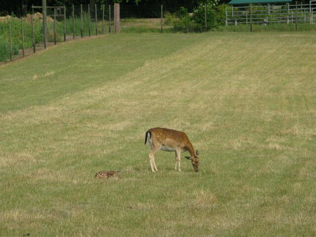Tierpark am Bonnheimer Hof in Hackenheim