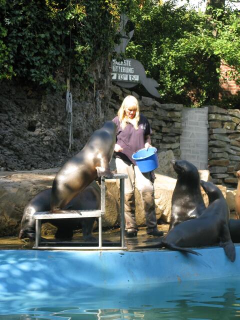 Fütterung der Seehunde im Zoo Duisburg
