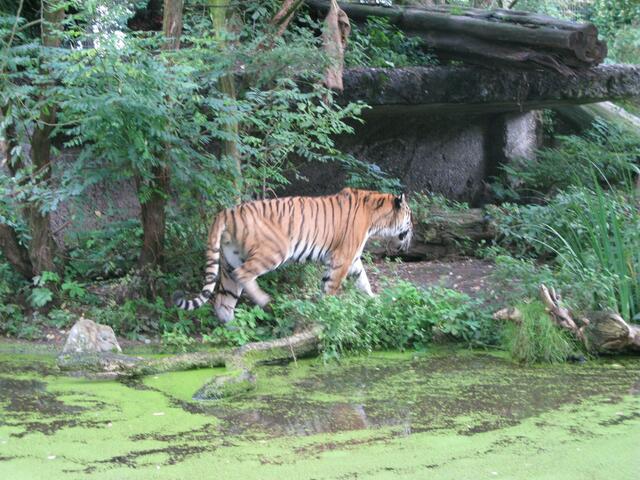 Tiger im Zoo Duisburg