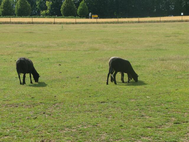 Tierpark am Bonnheimer Hof in Hackenheim