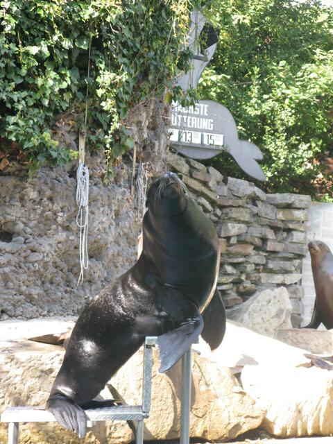 Fütterung der Seehunde im Zoo Duisburg