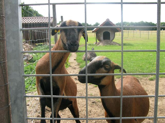 Tierpark am Bonnheimer Hof in Hackenheim