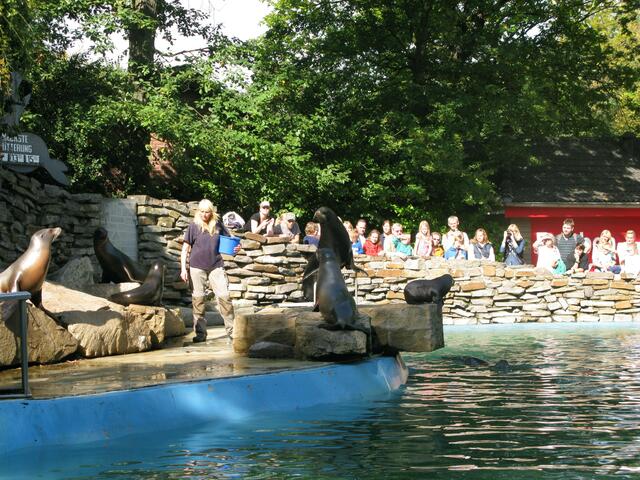 Fütterung der Seehunde im Zoo Duisburg
