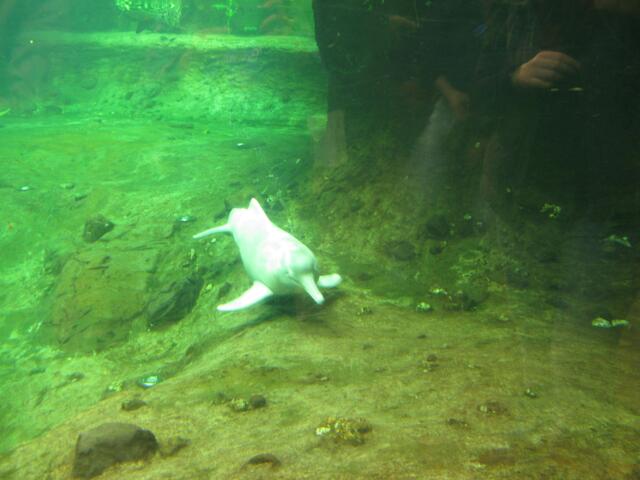 Flußdelfin im Zoo Duisburg