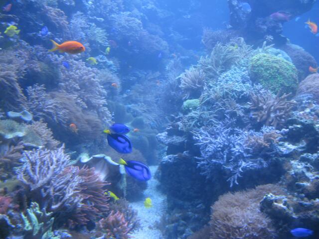 Aquarium im Zoo Duisburg