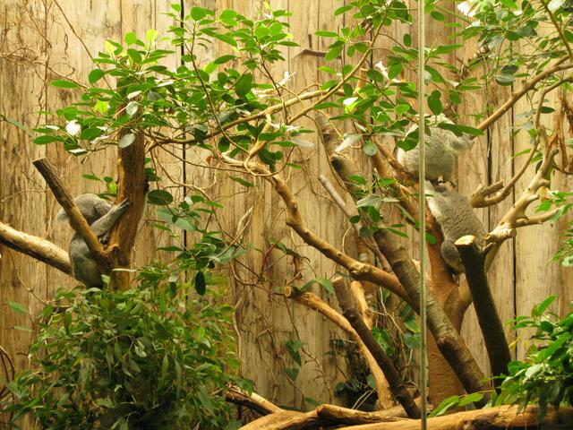 Koalas im Zoo Duisburg