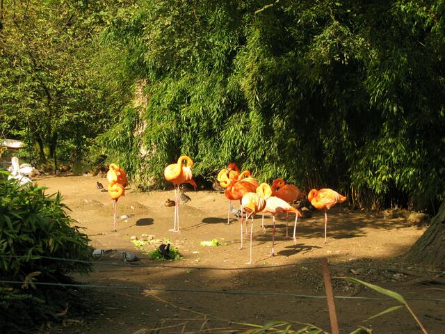 Flamingos im Zoo Duisburg