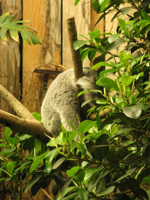 Koalas im Zoo Duisburg