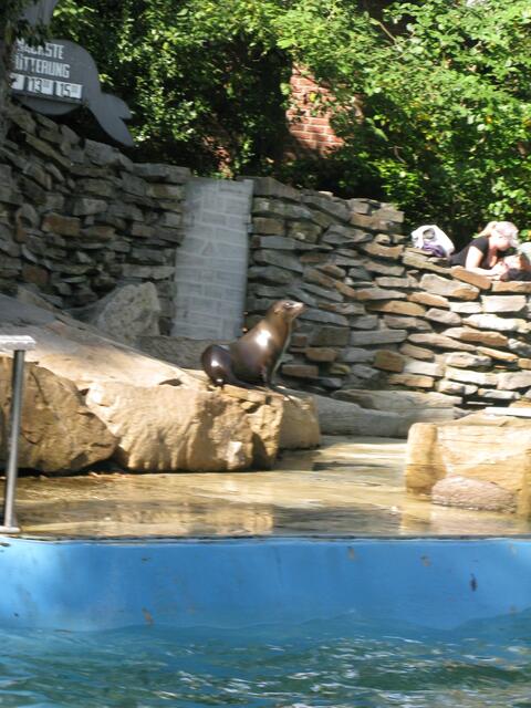 Fütterung der Seehunde im Zoo Duisburg