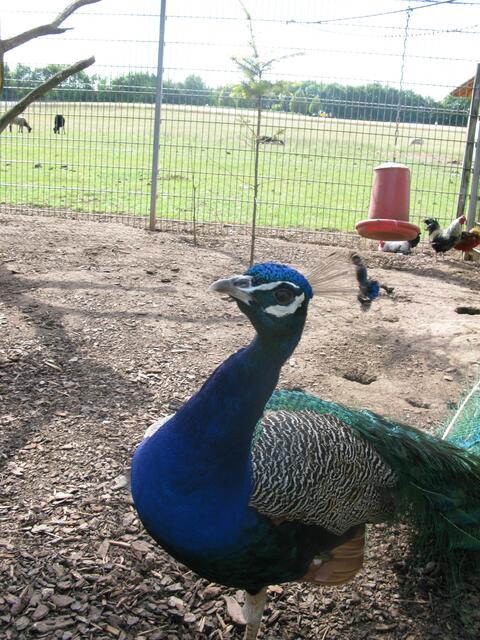 Tierpark am Bonnheimer Hof in Hackenheim