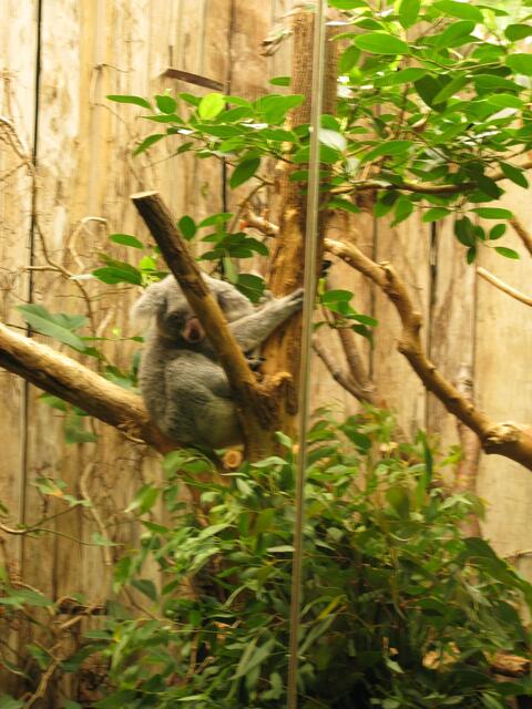 Koalas im Zoo Duisburg