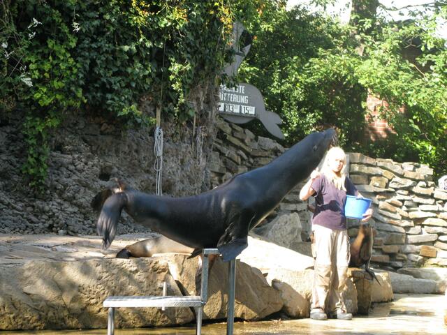 Fütterung der Seehunde im Zoo Duisburg