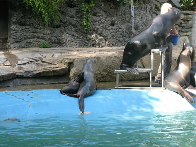 Fütterung der Seehunde im Zoo Duisburg