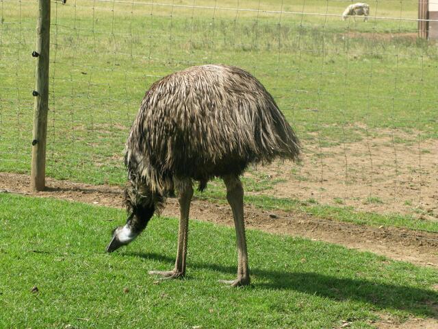 Tierpark am Bonnheimer Hof in Hackenheim