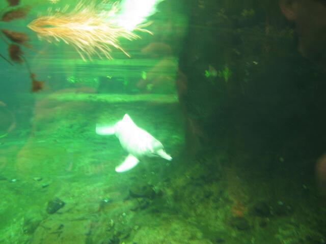 Flußdelfin im Zoo Duisburg