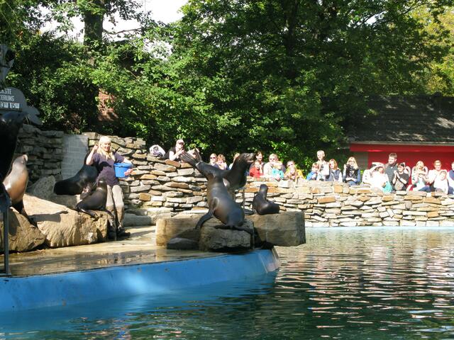 Fütterung der Seehunde im Zoo Duisburg